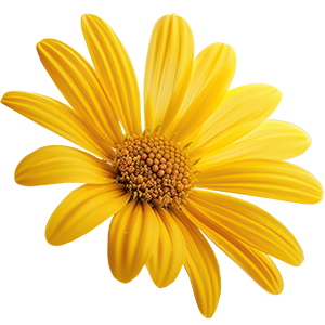 This image shows a bright yellow arnica flower, characterized by its daisy-like petals and central cluster of small florets. Arnica is widely used in natural medicine for its anti-inflammatory and pain-relieving properties, often applied topically to help reduce swelling, bruising, and muscle soreness—making it a key ingredient in many muscle recovery and sports therapy products.