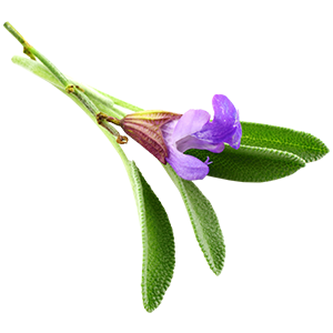 The image shows a sprig of clary sage with elongated, textured green leaves and a delicate purple flower. The leaves have a soft, velvety look, and the flower blooms from a tubular base, adding a pop of color. Clary sage is well-known for its calming, muscle-soothing, and aromatherapeutic benefits, making it a popular ingredient in relaxation and recovery products.