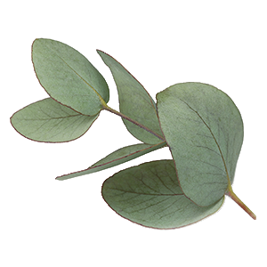 The image shows a sprig of eucalyptus leaves, which are round, smooth, and have a muted bluish-green hue with fine reddish edges. Known for its crisp, invigorating aroma, eucalyptus is widely used for its anti-inflammatory and decongestant properties, as well as its ability to promote relaxation and muscle recovery.