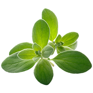 The image shows a fresh sprig of marjoram with soft, oval-shaped green leaves. The leaves have a velvety texture and slightly lighter edges, giving them a gentle, almost delicate appearance. Marjoram is often associated with soothing, calming properties and is used both in culinary dishes and aromatherapy for its warm, herbaceous scent.