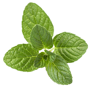 The image shows a cluster of fresh peppermint leaves with vibrant green color and distinct serrated edges. Each leaf displays deep, textured veins, giving the plant its signature crinkled look. Peppermint is valued for its cooling, soothing sensation and invigorating aroma, often used to relieve muscle tension, ease headaches, and promote a refreshing feeling in bath and body products.