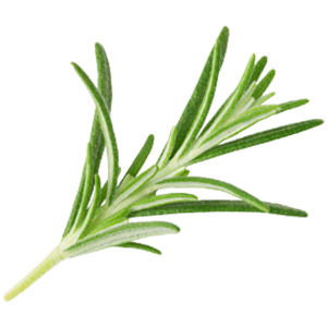 The image shows a sprig of fresh rosemary with its signature slender, needle-like leaves. The leaves are deep green on top and slightly lighter underneath, with a woody stem running through the center. Rosemary is known for its invigorating aroma and is often used in natural remedies for improving circulation, reducing muscle soreness, and providing an uplifting scent in aromatherapy and bath products.