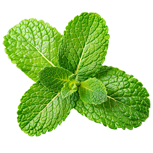 The image shows a fresh cluster of spearmint leaves, bright green in color with a slightly glossy surface. The leaves have an elongated oval shape with finely serrated edges and prominent veins. Known for its sweet, mild mint aroma, spearmint is often used for its refreshing scent, soothing properties, and cooling effect in wellness and muscle recovery products.