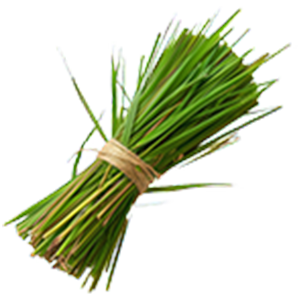 The image shows a bundle of fresh vetiver grass tied together with a small piece of twine. The long, narrow blades are bright green and neatly gathered, giving a clean, natural look. Vetiver is often valued in aromatherapy and wellness products for its earthy scent and grounding, calming properties, making it a common ingredient in muscle-soothing and stress-relief formulations.
